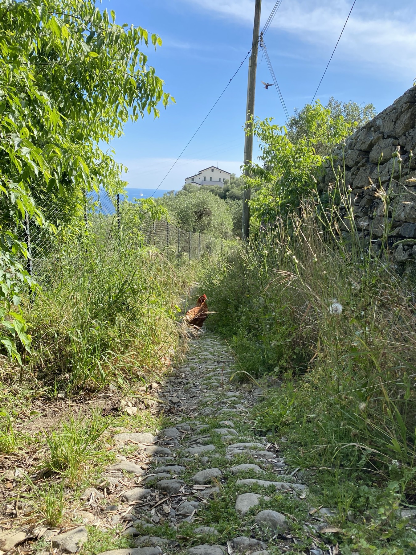 Trail on the estate